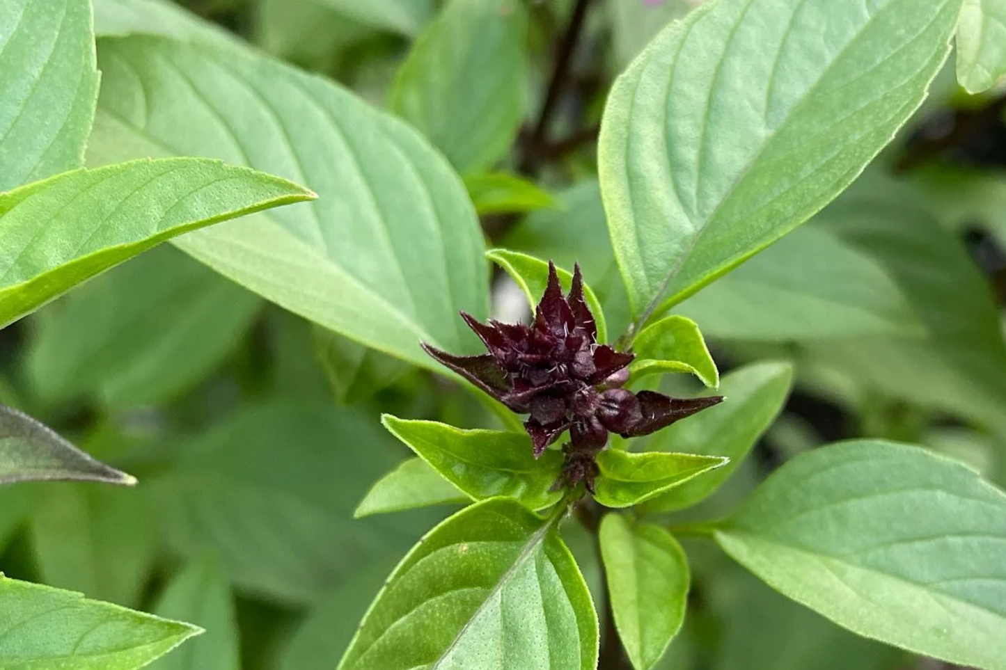1000 Cinnamon Basil Seeds | Non-GMO Herb Seeds | Aromatic & Flavorful | Ocimum basilicum | Culinary & Pollinator Friendly