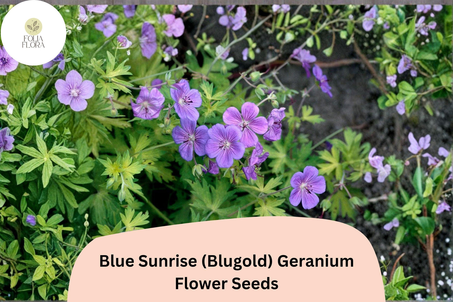 25+ Blue Sunrise (Blugold) Geranium Seeds - Hardy Perennial with Violet-Blue Blooms for Gardens & Containers