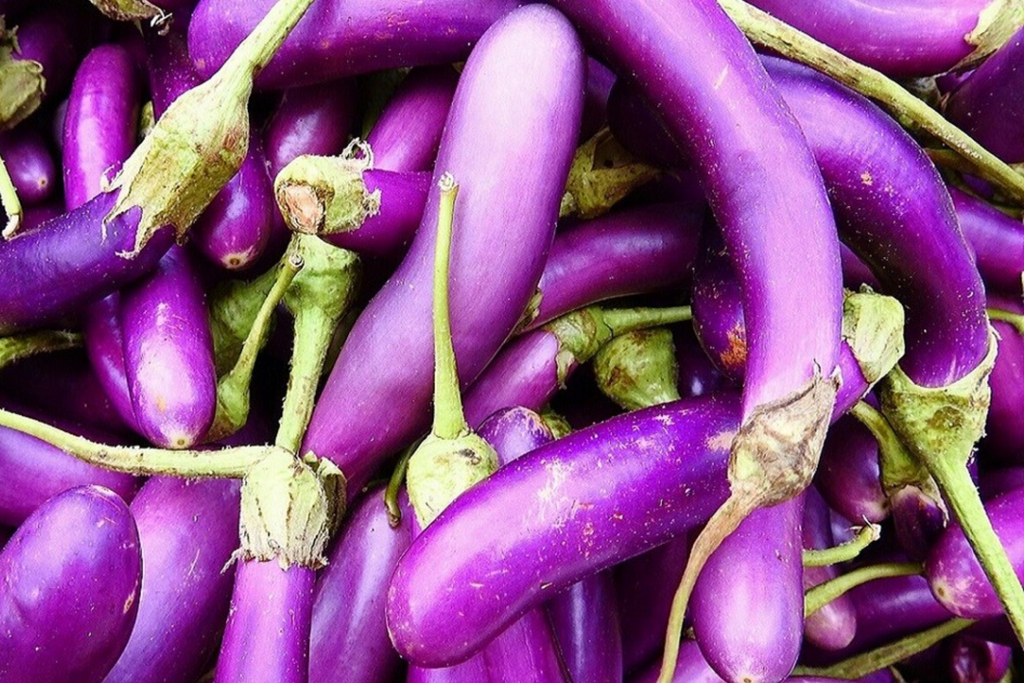 Long Purple Eggplant Seeds - Heirloom Non-GMO High Yield Vegetable Seeds for Home Garden, Solanum melongena