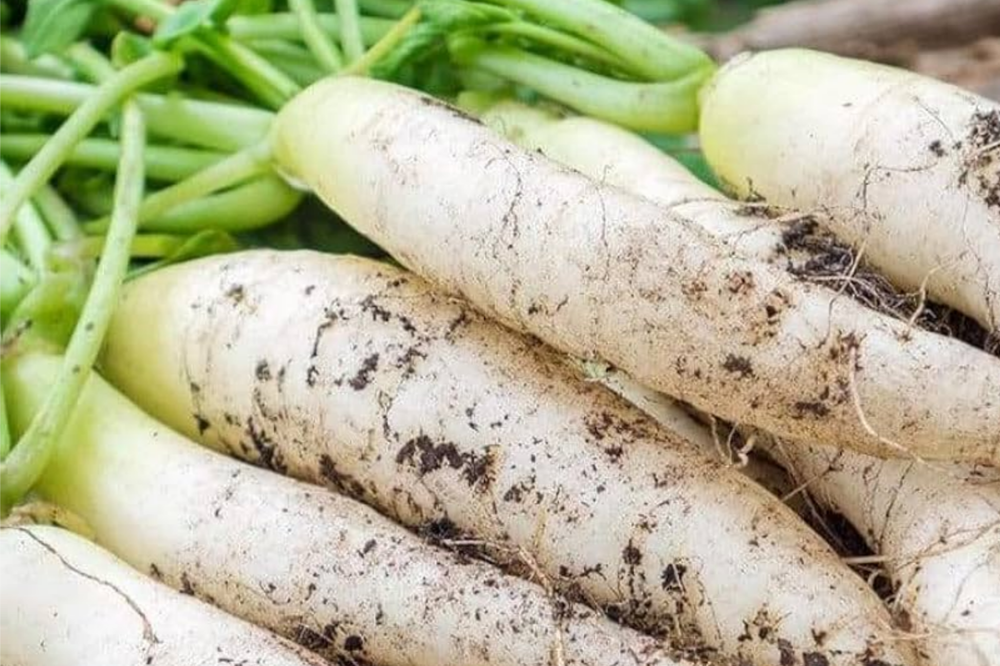 300+ Daikon Radish Seeds - Heirloom Non-GMO Fast-Growing Root Vegetable Seeds for Salad, Pickling, Microgreens, Raphanus sativus