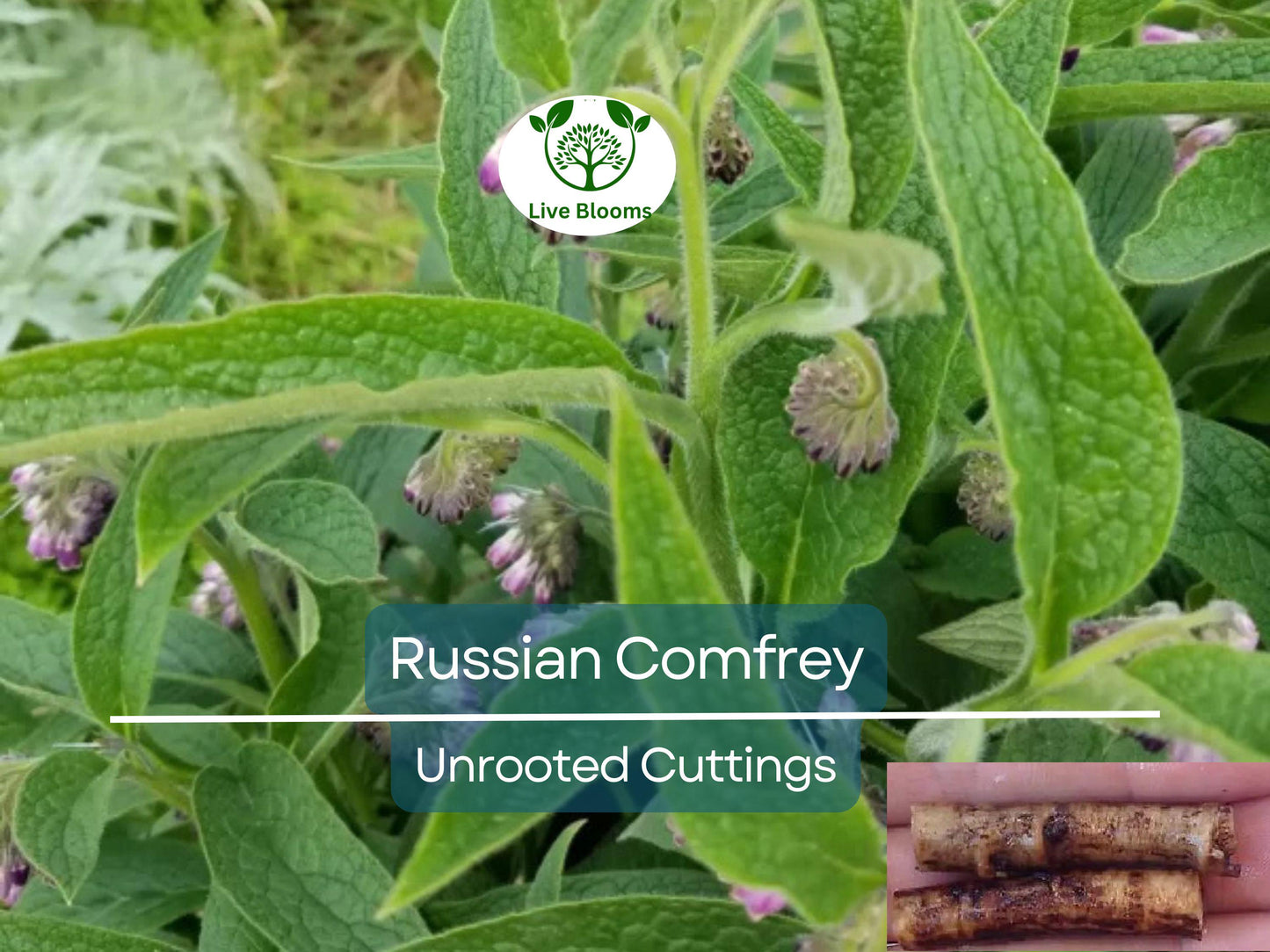 10 Russian Comfrey Unrooted Cuttings Bocking 14 Cultivar Symphytum x uplandicum Organic Fertilizer Herb