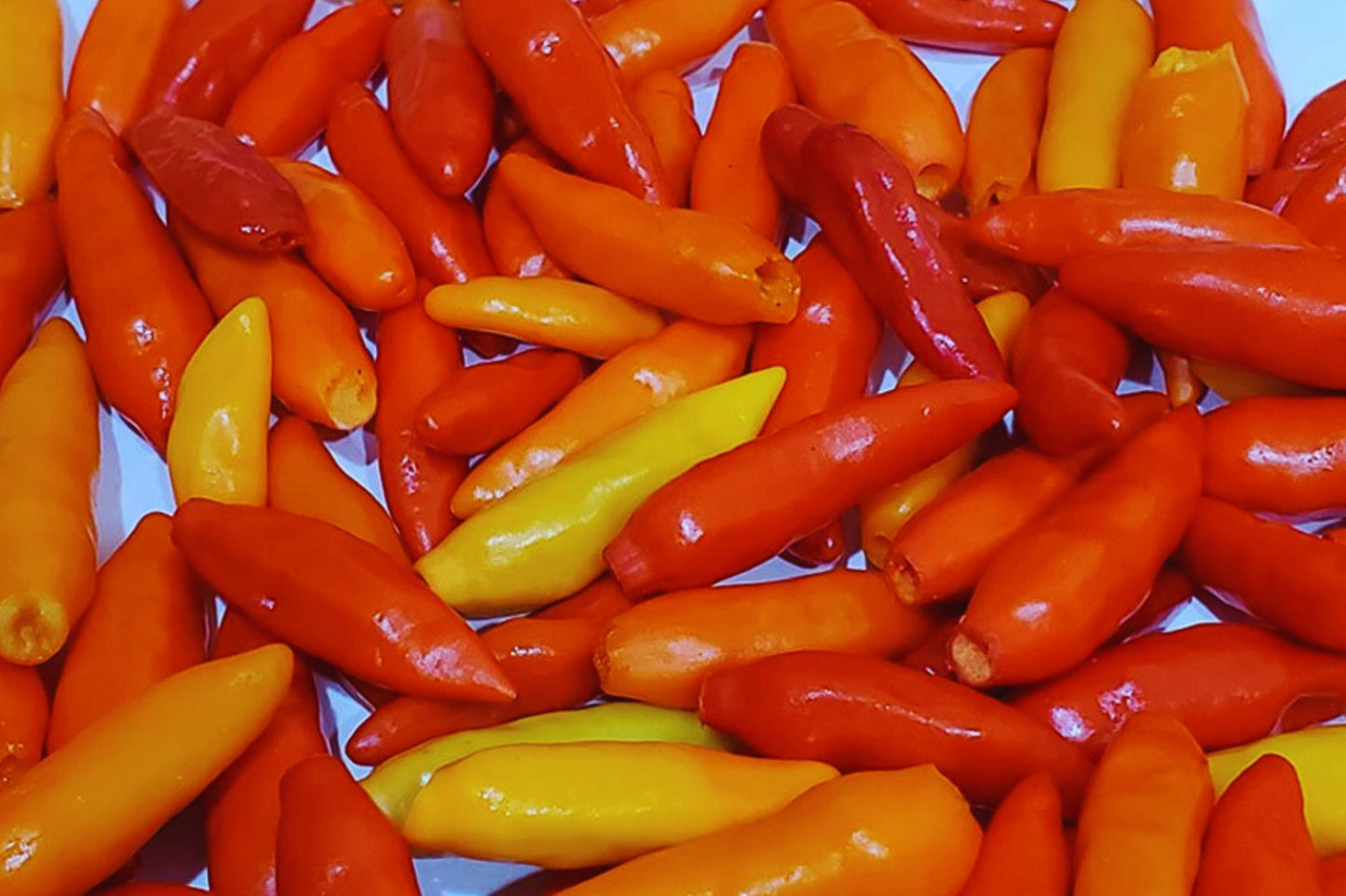 Tabasco Pepper Seeds - 50+ Non-GMO Capsicum frutescens Seeds for Spicy Garden