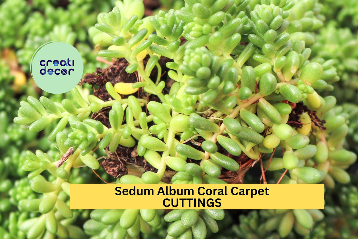 Sedum Album 'Coral Carpet' Cuttings - Hardy Ground Cover Succulent for Rock Gardens & Borders