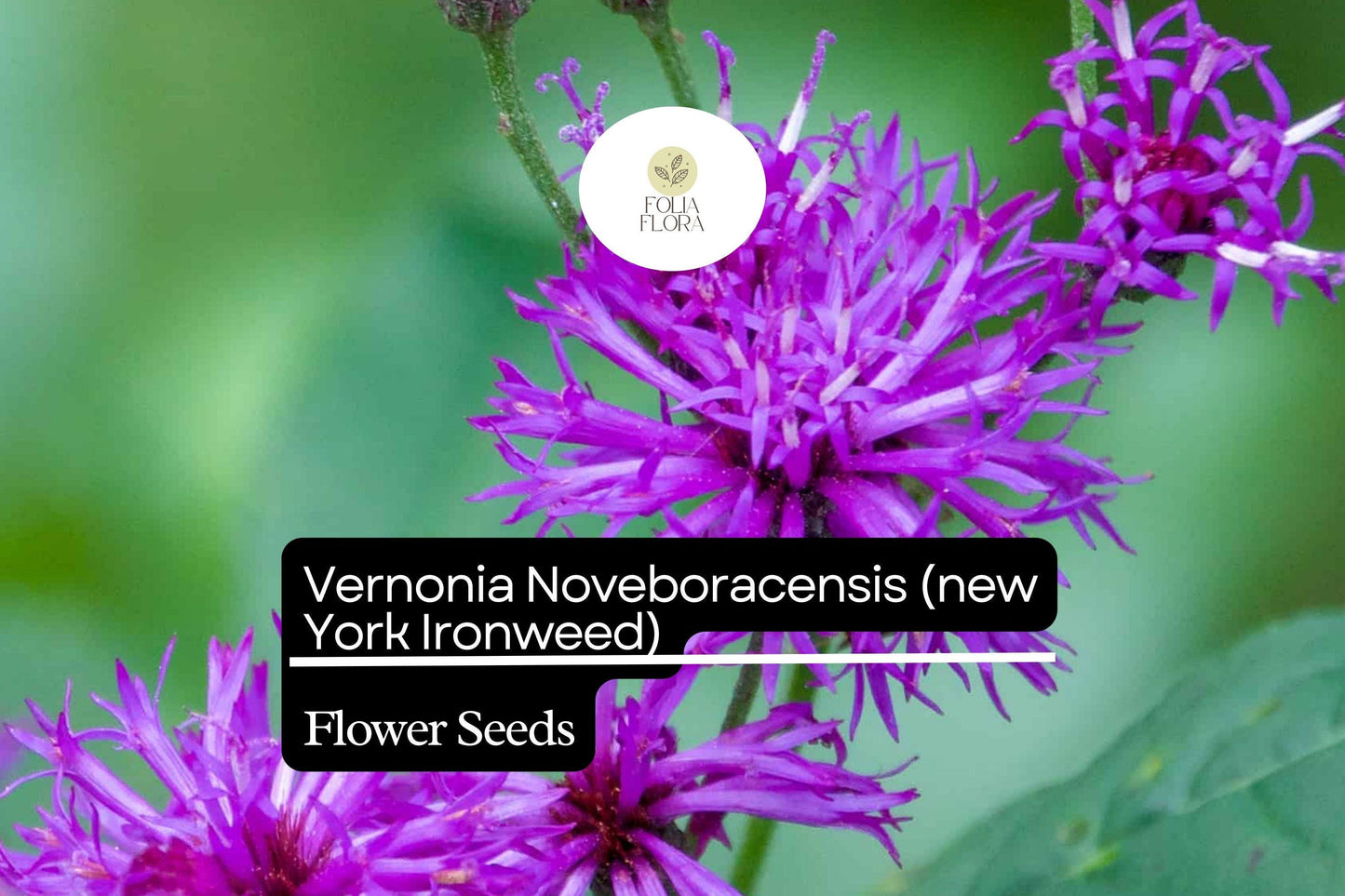 100 Vernonia Noveboracensis Seeds - New York Ironweed Native Wildflower for Pollinators