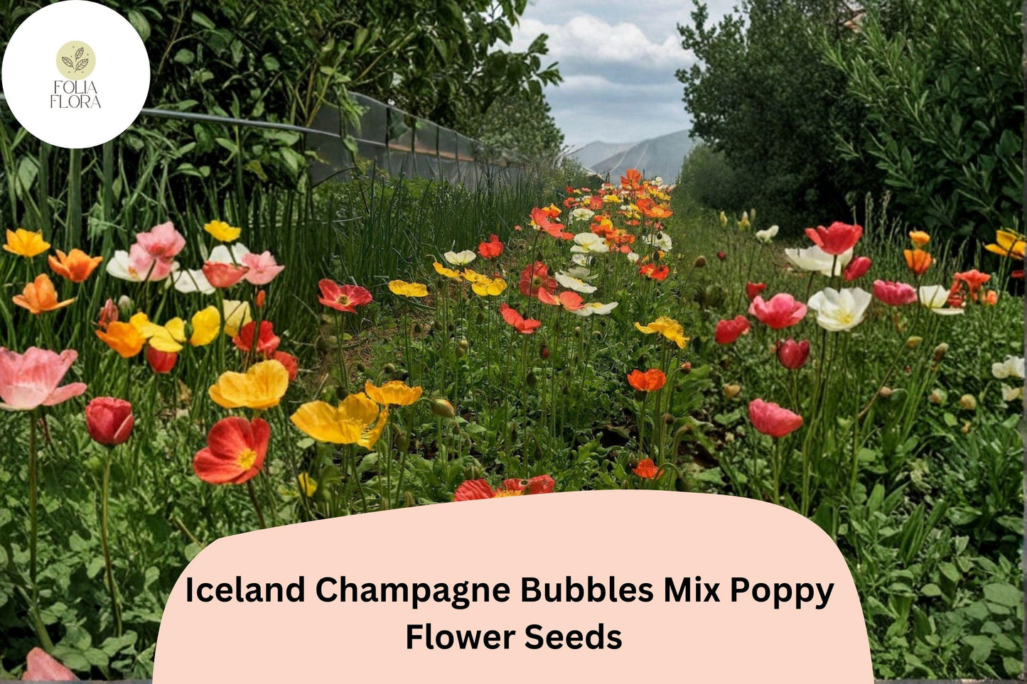200+ Iceland Champagne Bubbles Mix Poppy Seeds – Colorful Perennial Blooms, Easy to Grow