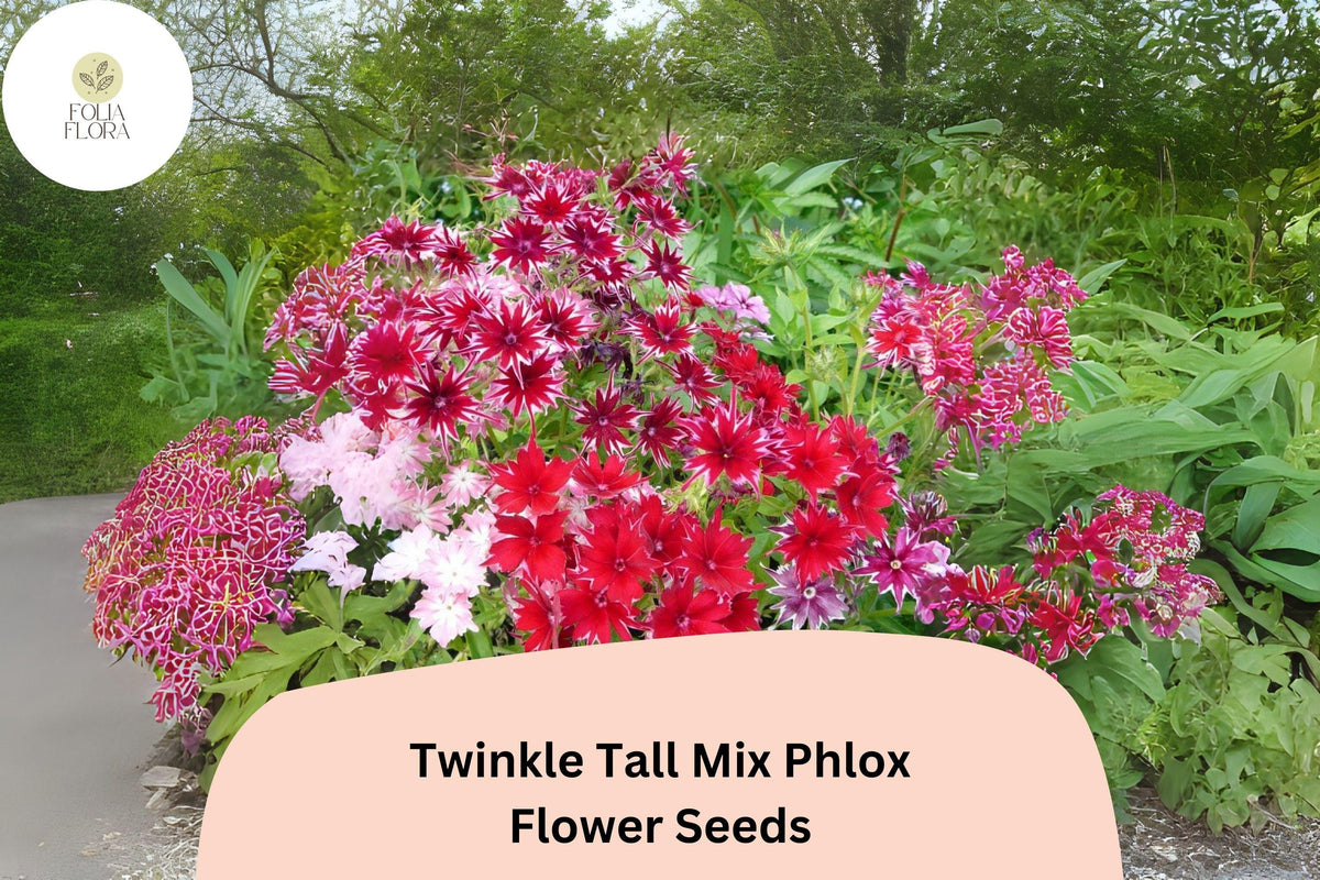 Twinkle Tall Mix Phlox Seeds - 100+ Colorful Star-Shaped Blooms - Phlox drummondii - Annual Garden Flower Seeds