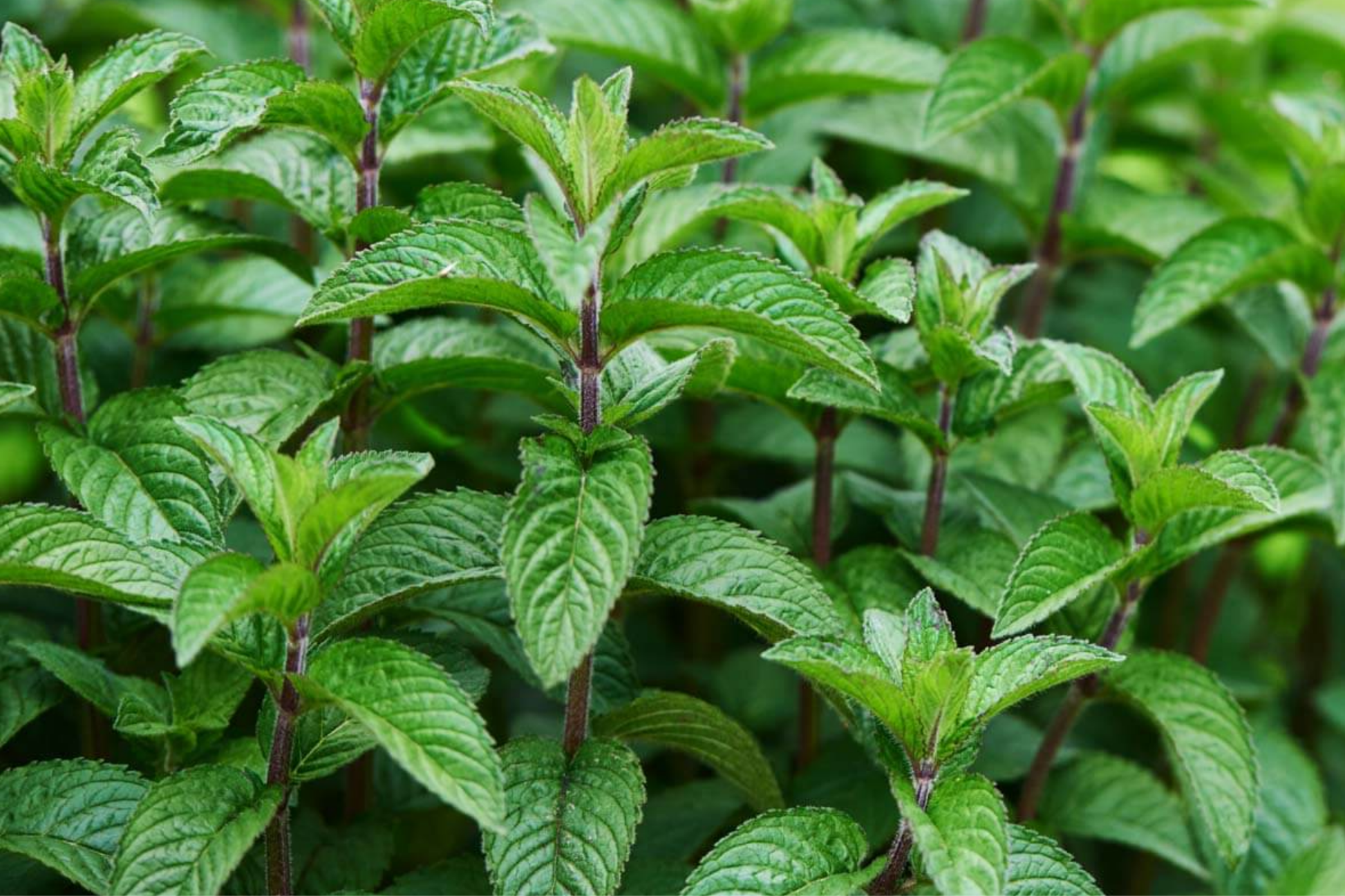 Chocolate Mint Live Starter Plant – Organic Mentha × piperita 'Chocolate' Herb for Tea, Cooking, Oils & Aromatherapy