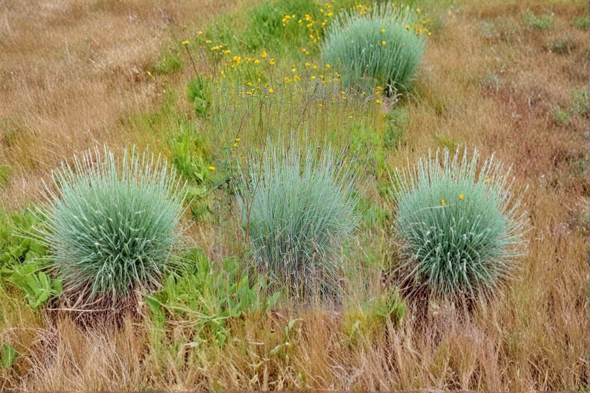 Little Bluestem Grass Seeds - 100 Seeds - Schizachyrium scoparium - Drought Tolerant Native Prairie Ornamental Grass