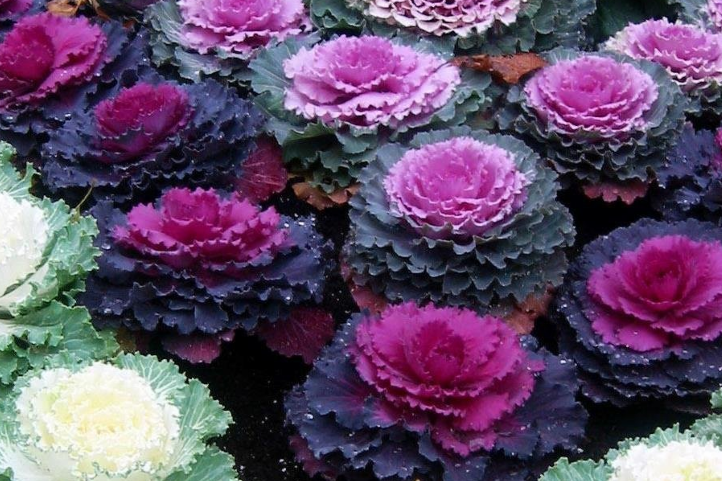 Ornamental Kale Seeds - Non-GMO Heirloom Decorative Garnish Brassica oleracea, Flowering Kale, Garden Plant Seeds