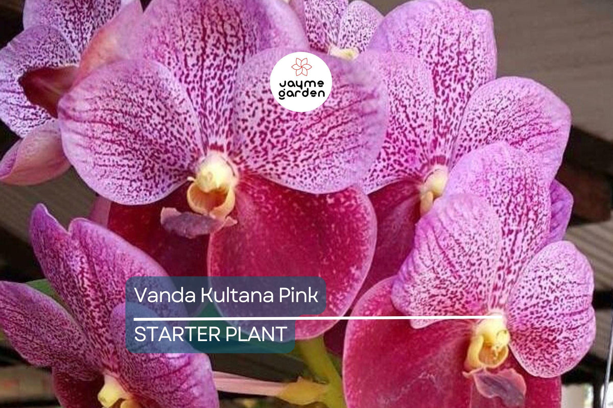 Vanda Orchid Starter Plant | 3" Pot | Pink Blooms | Vanda Kultana Pink | Easy Care Indoor/Outdoor | Live Well-Rooted Orchid