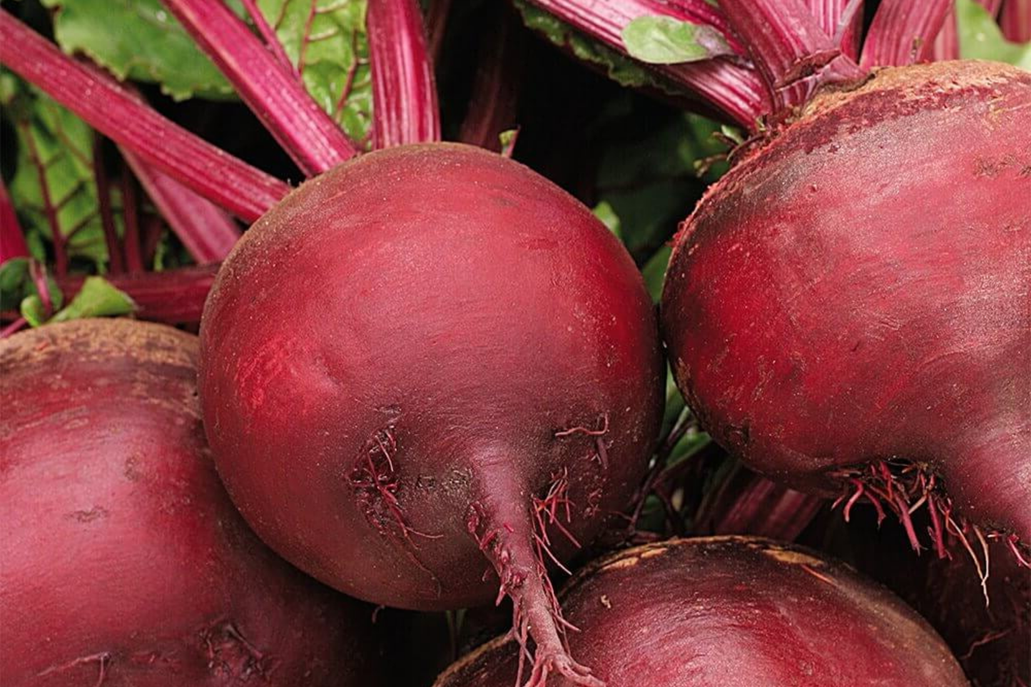Ruby Queen Beet Seeds - Non-GMO Heirloom, Tender & Flavorful, Perfect for Canning & Pickling, Beta vulgaris