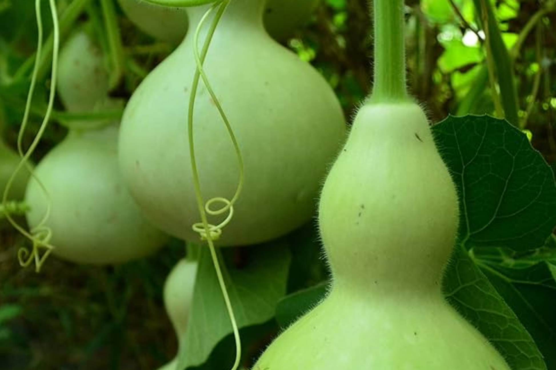 Martin Birdhouse Gourd Seeds – Heirloom Non-GMO, Crafting & Birdhouse, Full Sun, Lagenaria siceraria