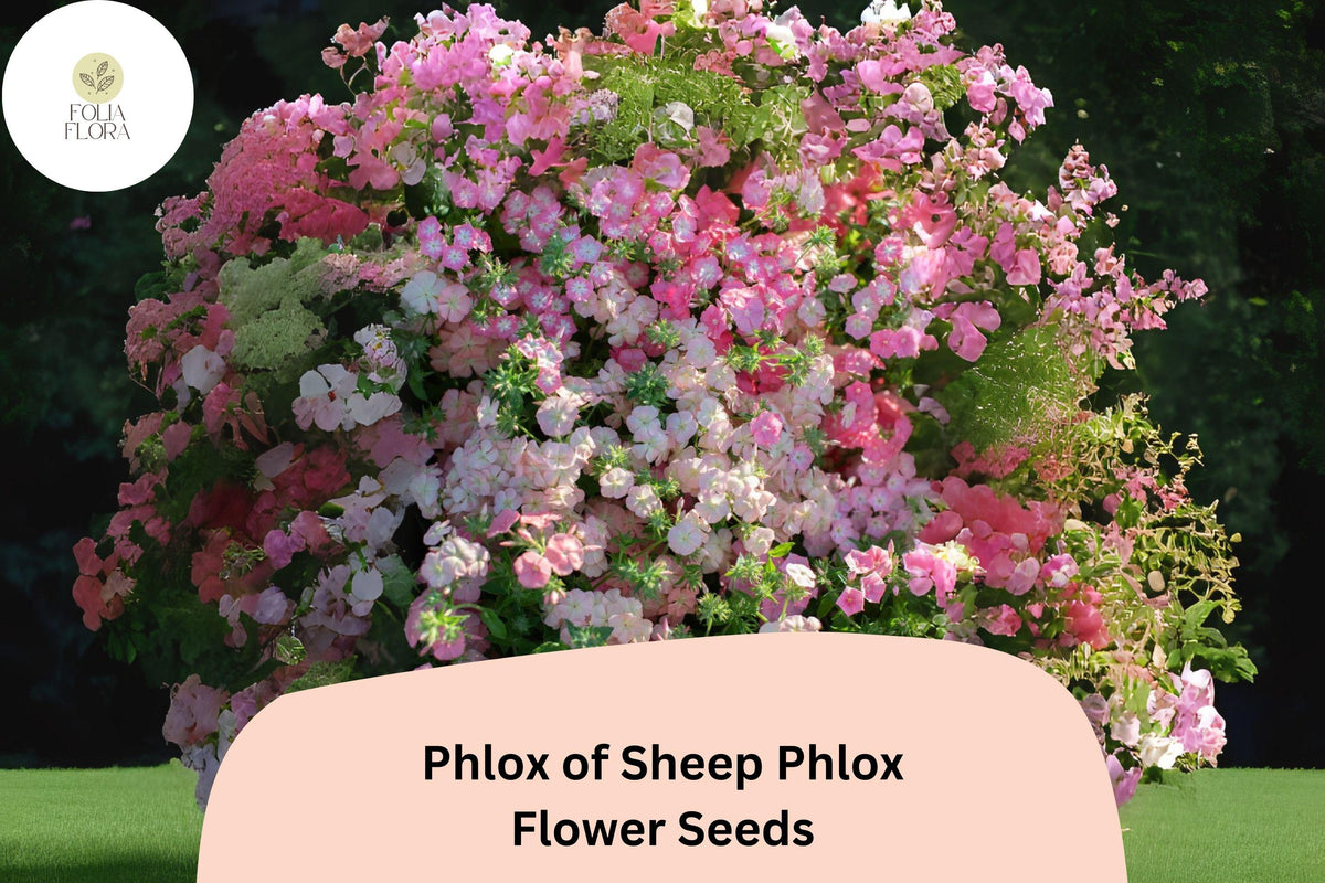 Phlox of Sheep Seeds - 100+ Pink Carpet Flower Seeds, Creeping Perennial Groundcover (Phlox subulata) for Garden Planting