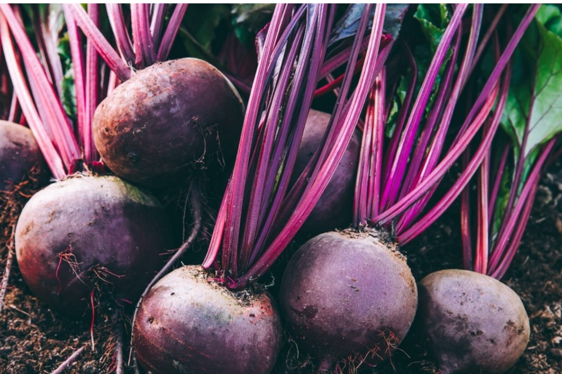 Detroit Dark Red Beet Seeds – Non-GMO Heirloom, Root Vegetables, Edible Greens, Beta vulgaris