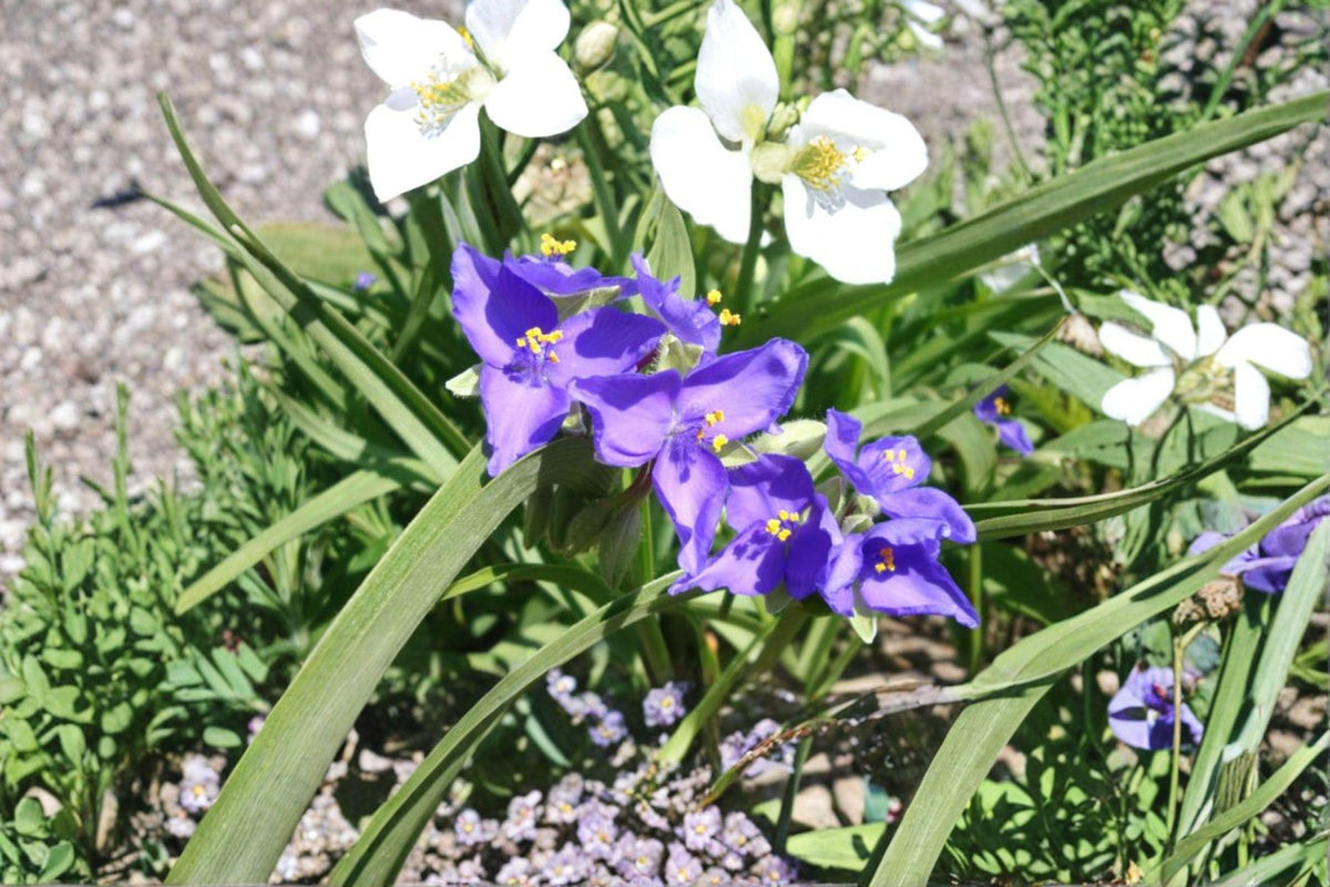 Prairie Spiderwort Seeds - 150 Native Perennial Seeds | Blue Flowers | Tradescantia Bracteata | Pollinator-Friendly Garden Plants