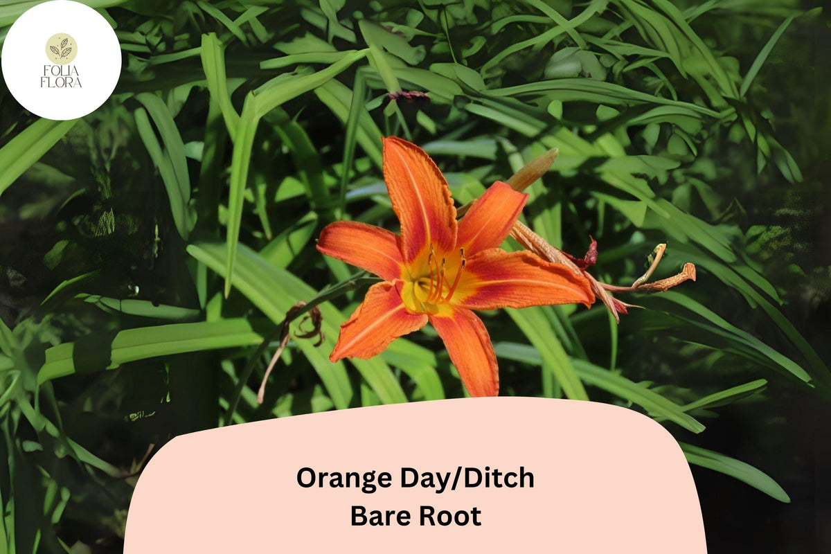 250 Bare Root Orange Daylily Plants | Hemerocallis fulva | Hardy Perennial Ditch Lilies for Landscapes and Borders