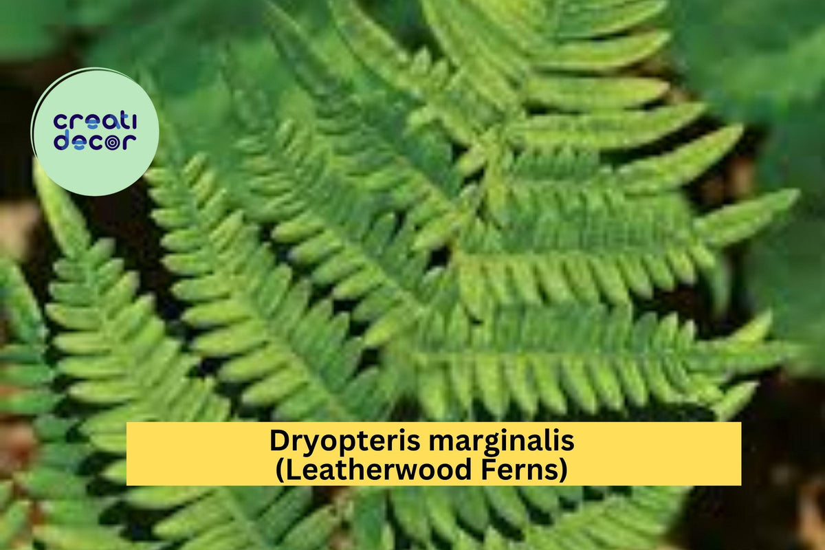 Leatherwood Ferns - 3 Bare Root Hardy Native Perennials for Shade - Dryopteris marginalis - Evergreen Green Foliage