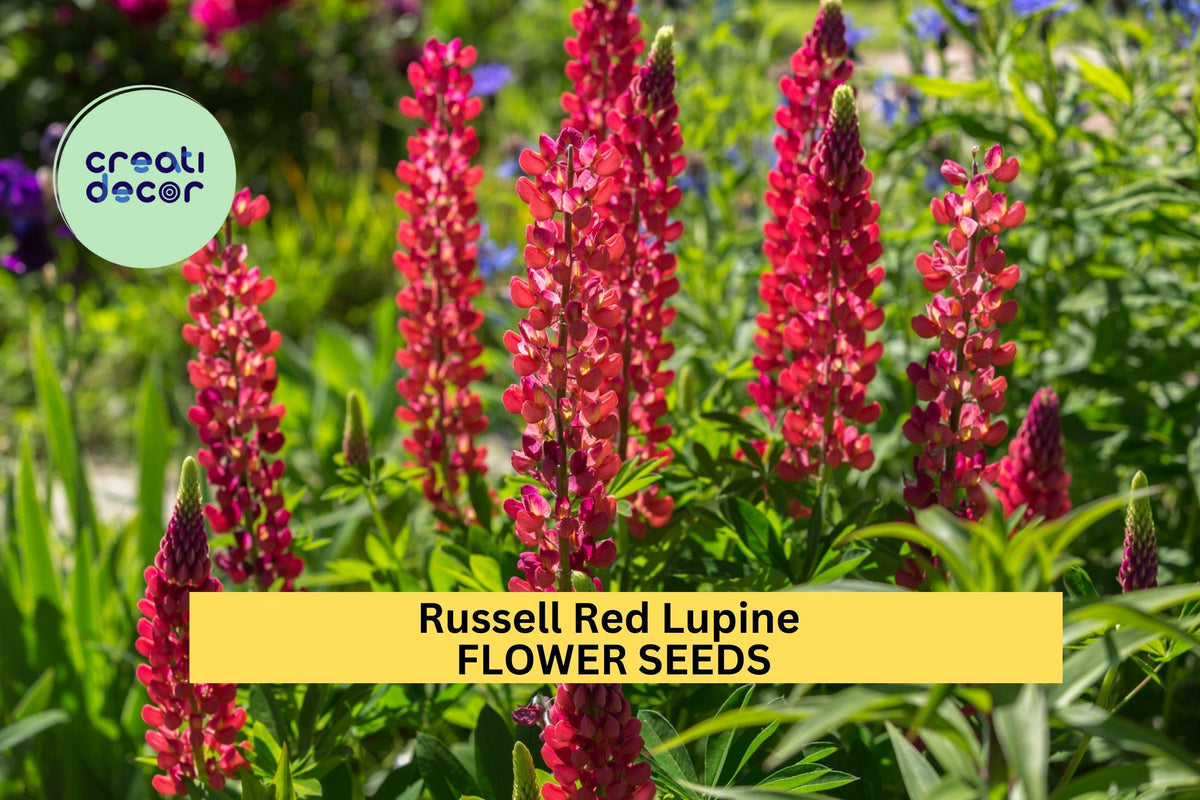 25+ Russell Red Lupine Seeds – Scarlet Perennial Flowers for Pollinator-Friendly Gardens