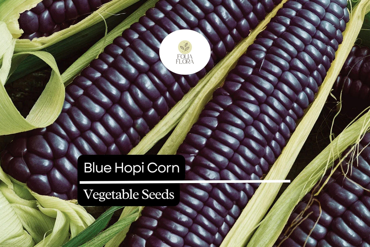 5 Blue Hopi Corn Seeds | Heirloom Indigo Maize | Zea mays | Traditional Native Variety for Gardens & Crafts