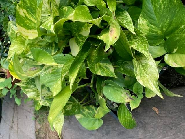 Giant Variegated Golden Pothos Cutting – Rare Hawaiian Epipremnum Aureum with 3 Nodes for Indoor Climbing