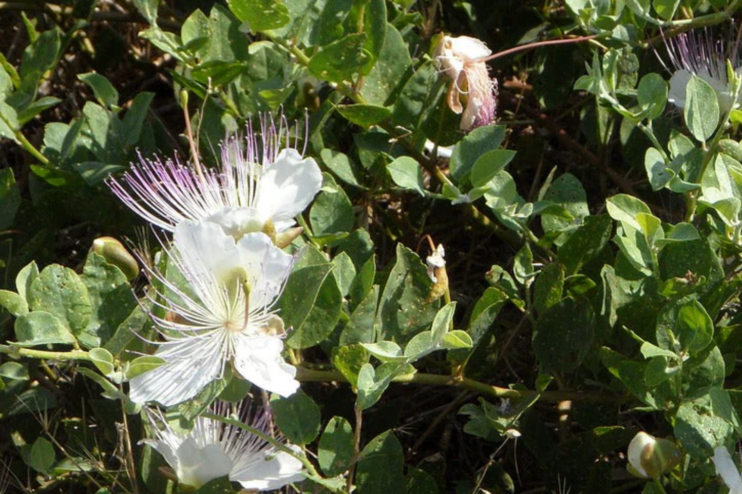 50 Caper Seeds (Capparis spinosa) - Non-GMO Edible Herb Seeds for Container Gardening & Mediterranean Gardens