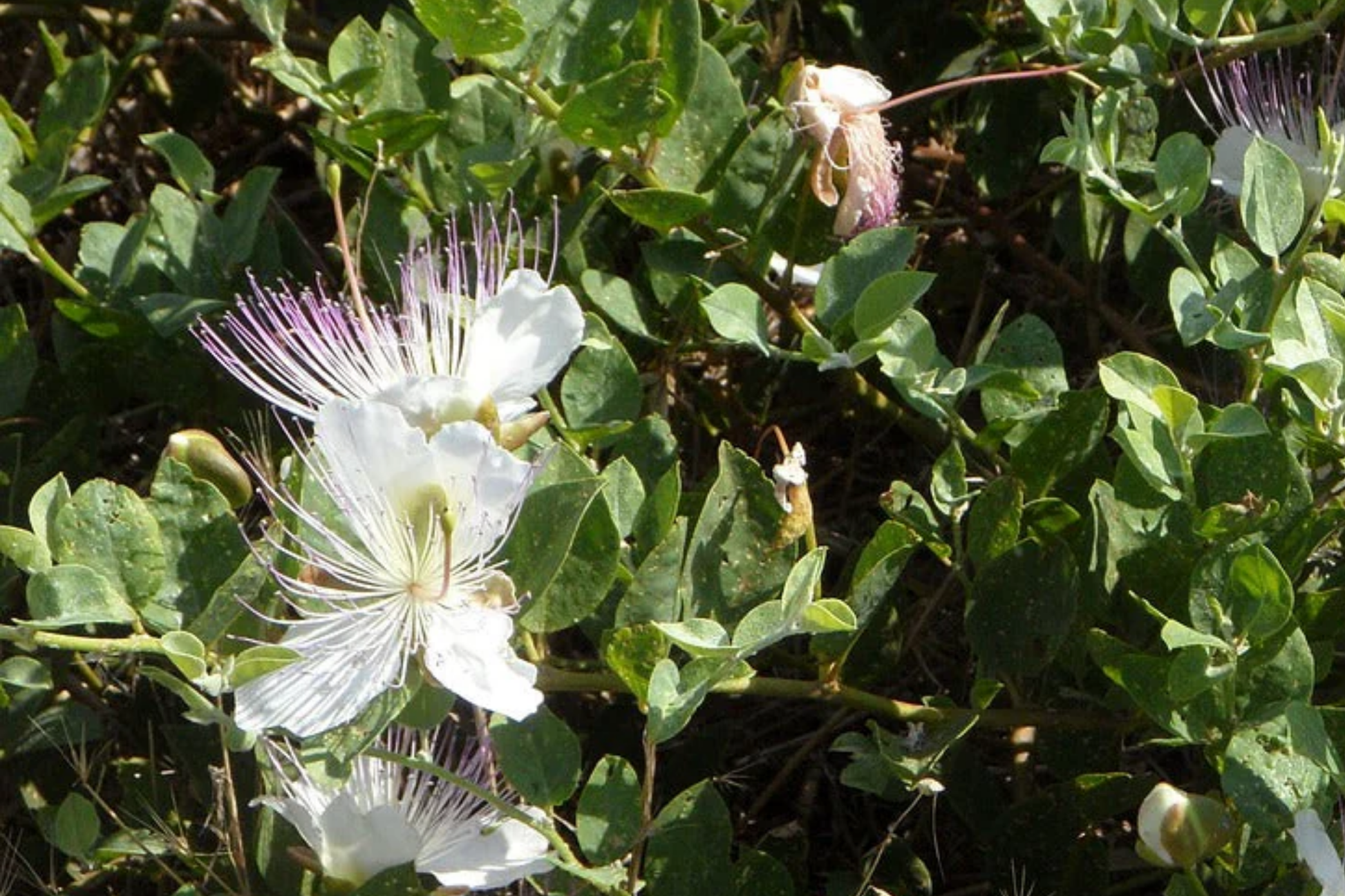 50 Caper Seeds (Capparis spinosa) - Non-GMO Edible Herb Seeds for Container Gardening & Mediterranean Gardens