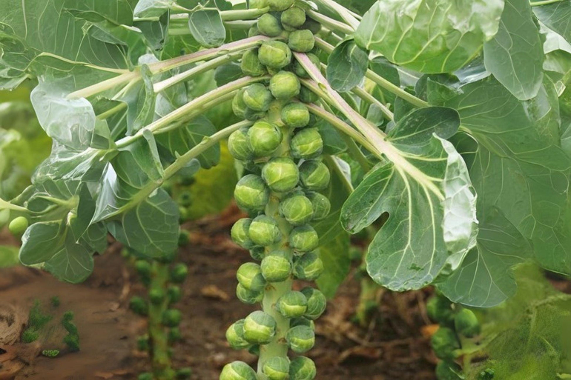 Catskill Brussels Sprouts Seeds, Heirloom Variety, Compact Green Brassica oleracea, 250 Seeds for Fall Garden, Roasting & Sautéing