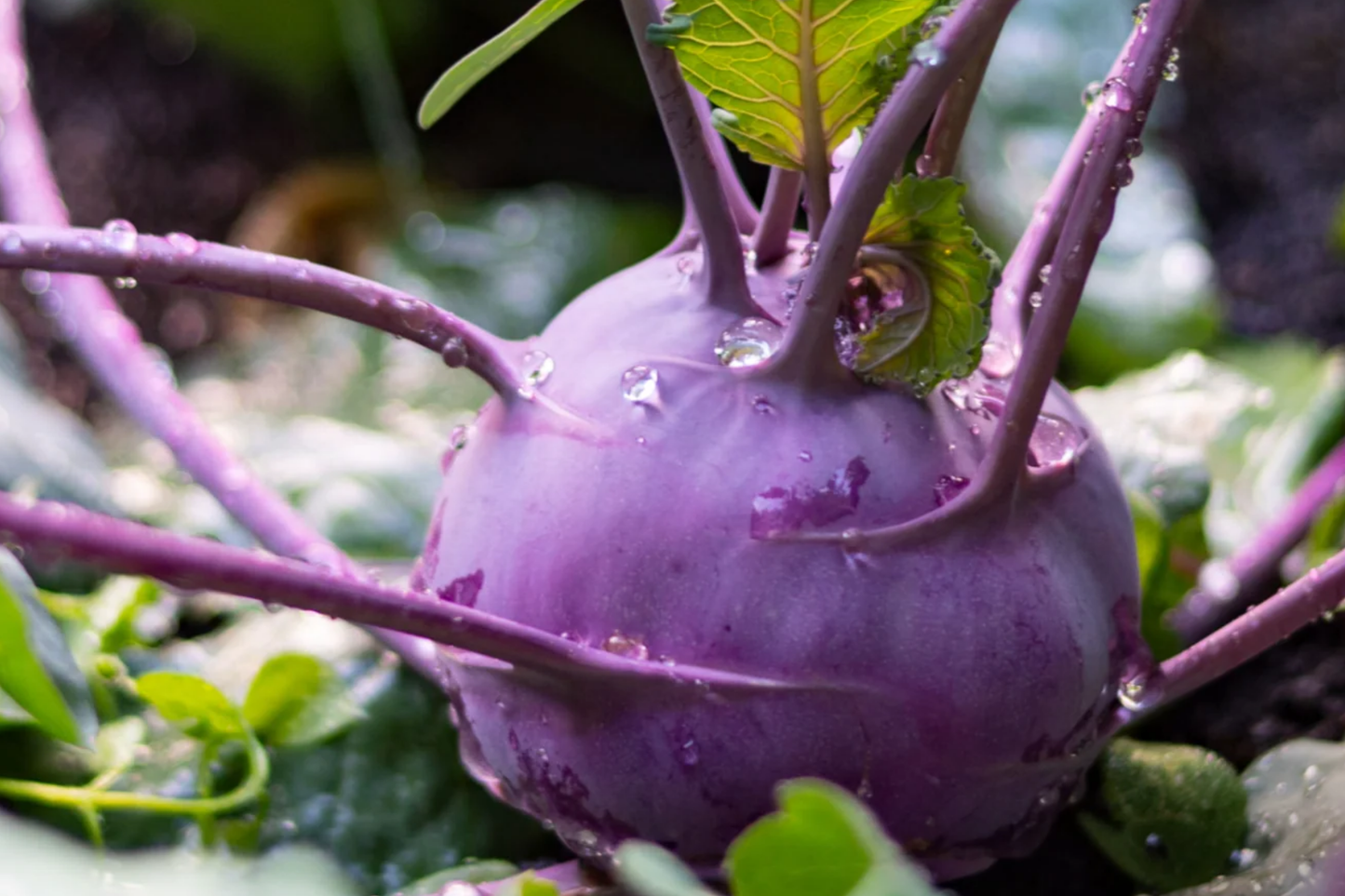 Purple Vienna Kohlrabi Seeds - Non-GMO Heirloom, Cool Season Root Vegetable, Fast Growing, Vegetable Seeds, Garden Seeds