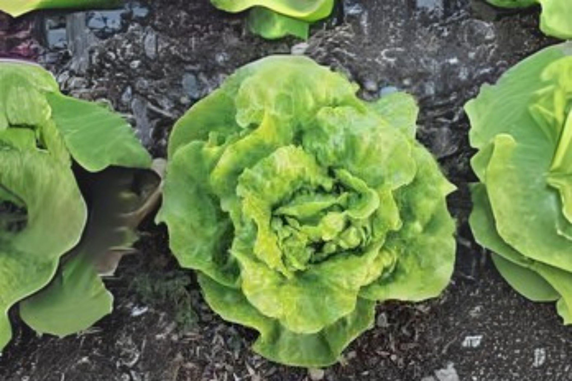 Tom Thumb Lettuce Seeds, Mini Heirloom, Butterhead, Lactuca sativa, 700 Seeds for Small Gardens & Containers