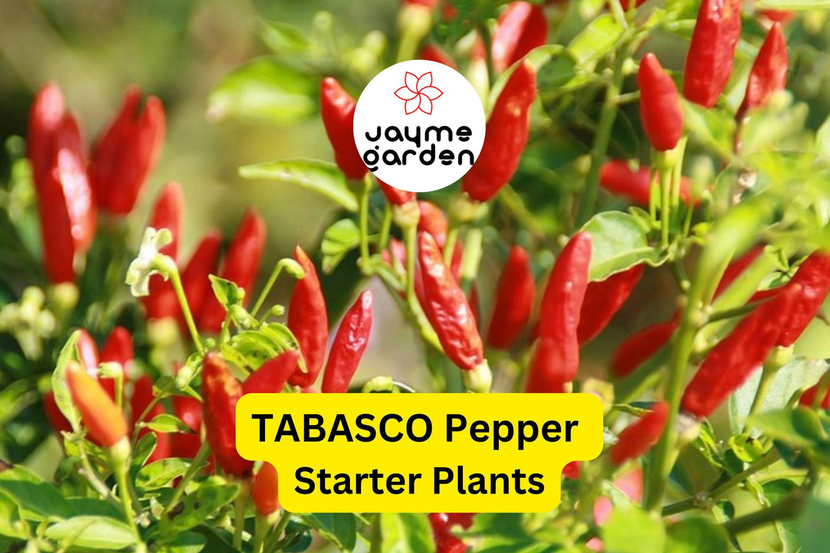 3 Tabasco Pepper Starter Plants - Spicy Chili - High Yield Capsicum frutescens for Hot Sauce, Cooking & Container Gardening