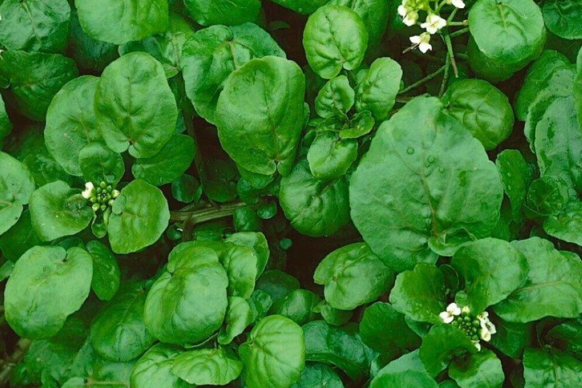 4000 Upland Cress Seeds – Heirloom, Non-GMO, Fast-Growing Leafy Green, Barbarea verna, Salad Greens, Cold-Hardy Vegetables