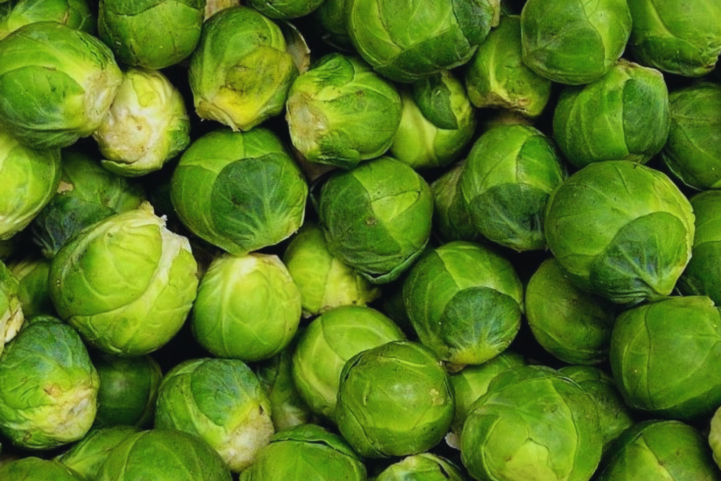 1000 Long Island Improved Brussels Sprouts Seeds - Heirloom Non-GMO, Compact, Cold-Hardy, Brassica oleracea var. gemmifera