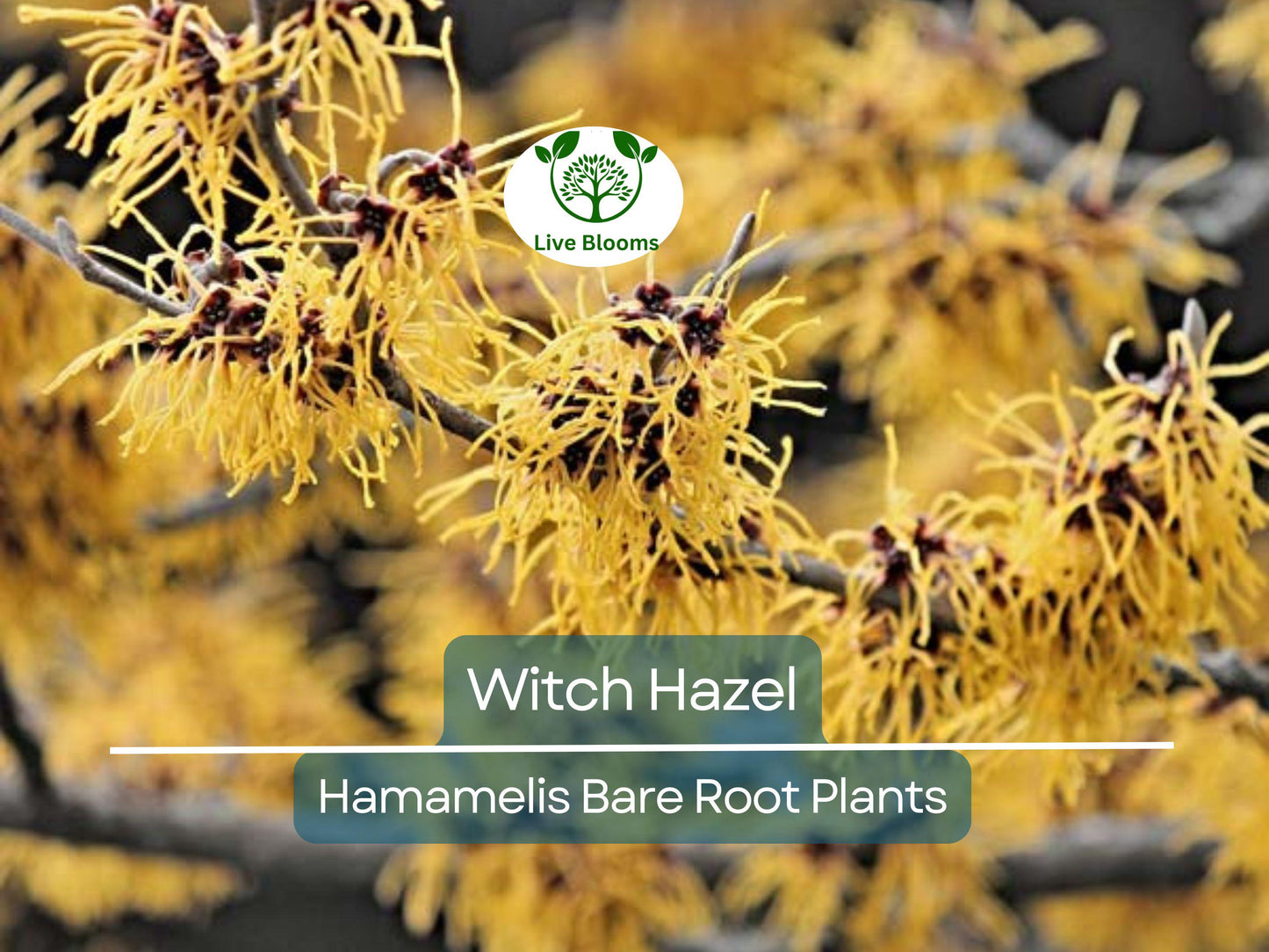 3 Witch Hazel Shrubs Hamamelis virginiana 12-18” Bare Root Native Fall-Blooming Perennial