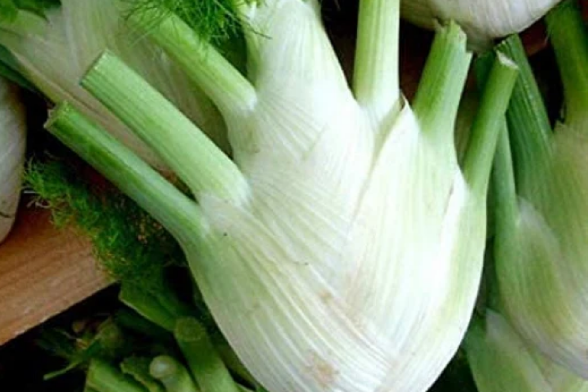 400 Florence Fennel Seeds - Non-GMO Heirloom Herb & Vegetable Seeds, Foeniculum vulgare var. azoricum, Culinary & Pollinator Plant