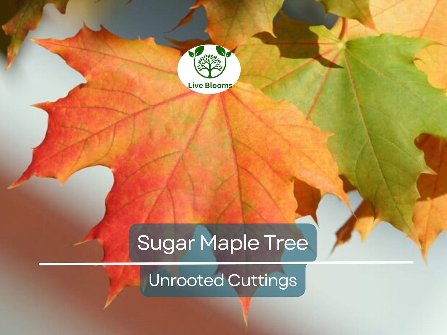 8 Fresh Cut Sugar Maple Tree Unrooted Cuttings - Acer saccharum Scions for Grafting & Propagation