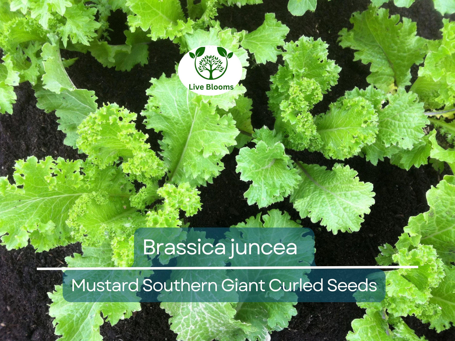 500 Seeds Mustard Southern Giant Curled - Fast-Growing, Cold Hardy Mustard Greens for Home Gardens