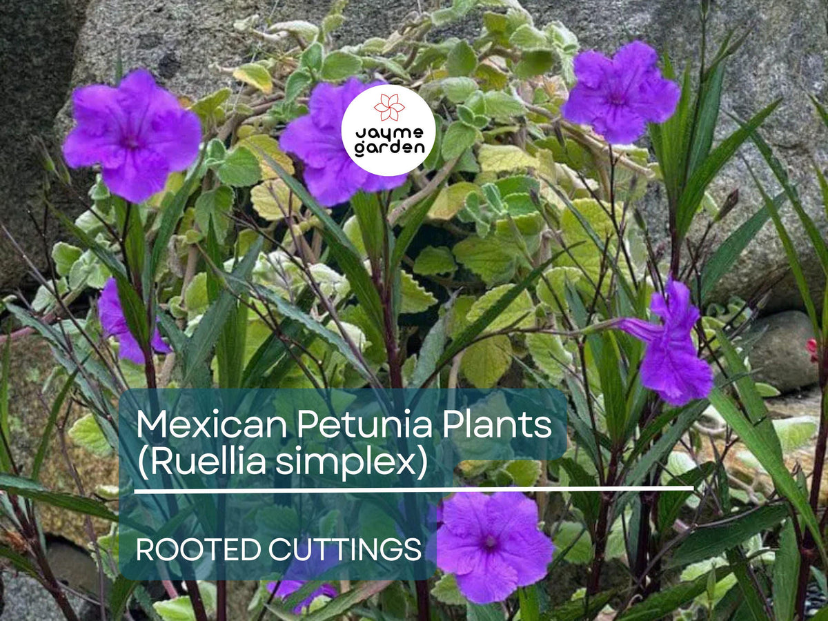 10 Rooted Cuttings Mexican Petunia - Purple Perennial Flowers - Ruellia simplex - Easy Care Garden Border Plants
