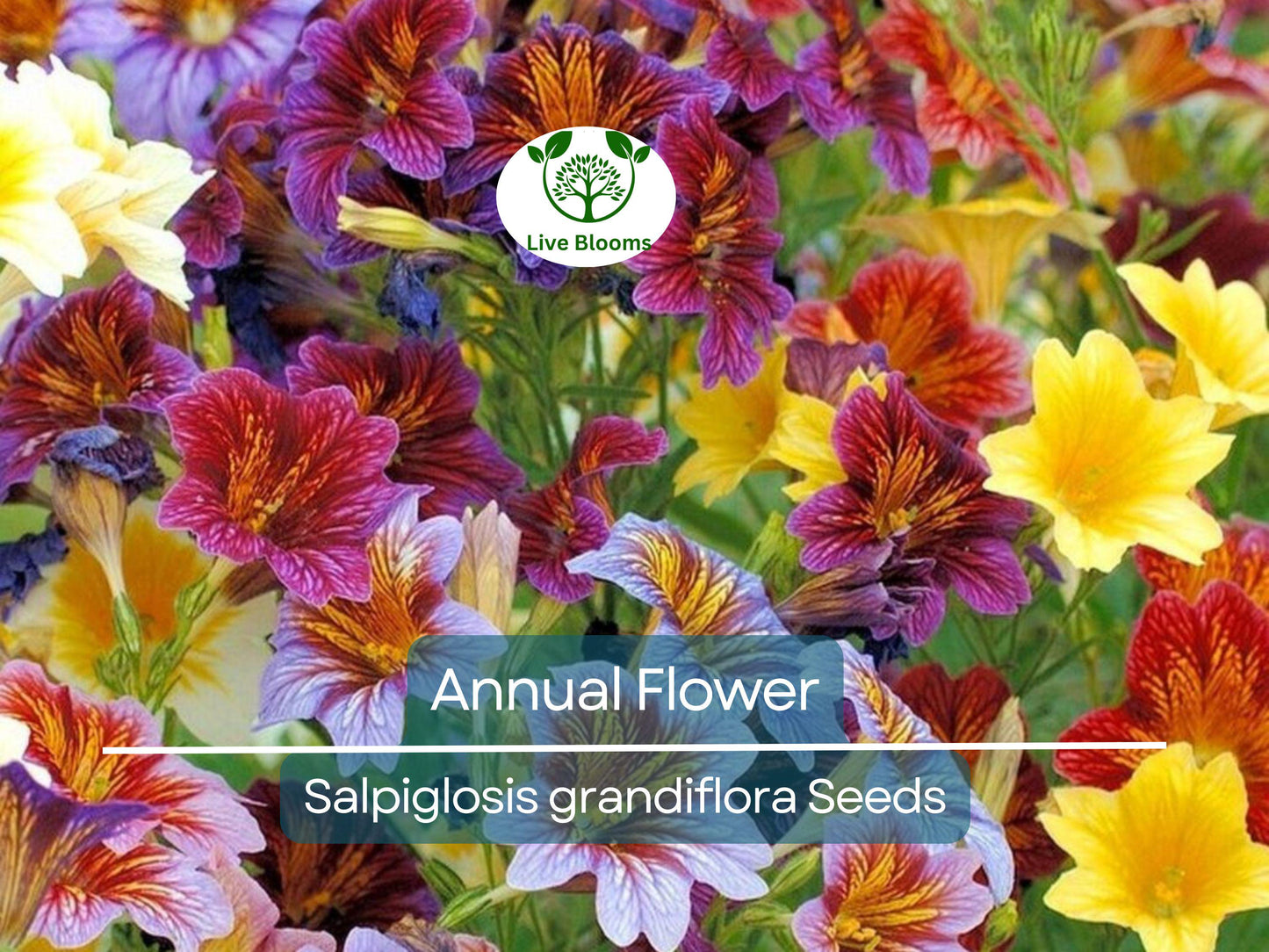 500 EZ Annual Flower Seed Mix - Salpiglosis grandiflora Paisley Flowers, Easy to Grow, Vibrant Colors for Garden & Containers