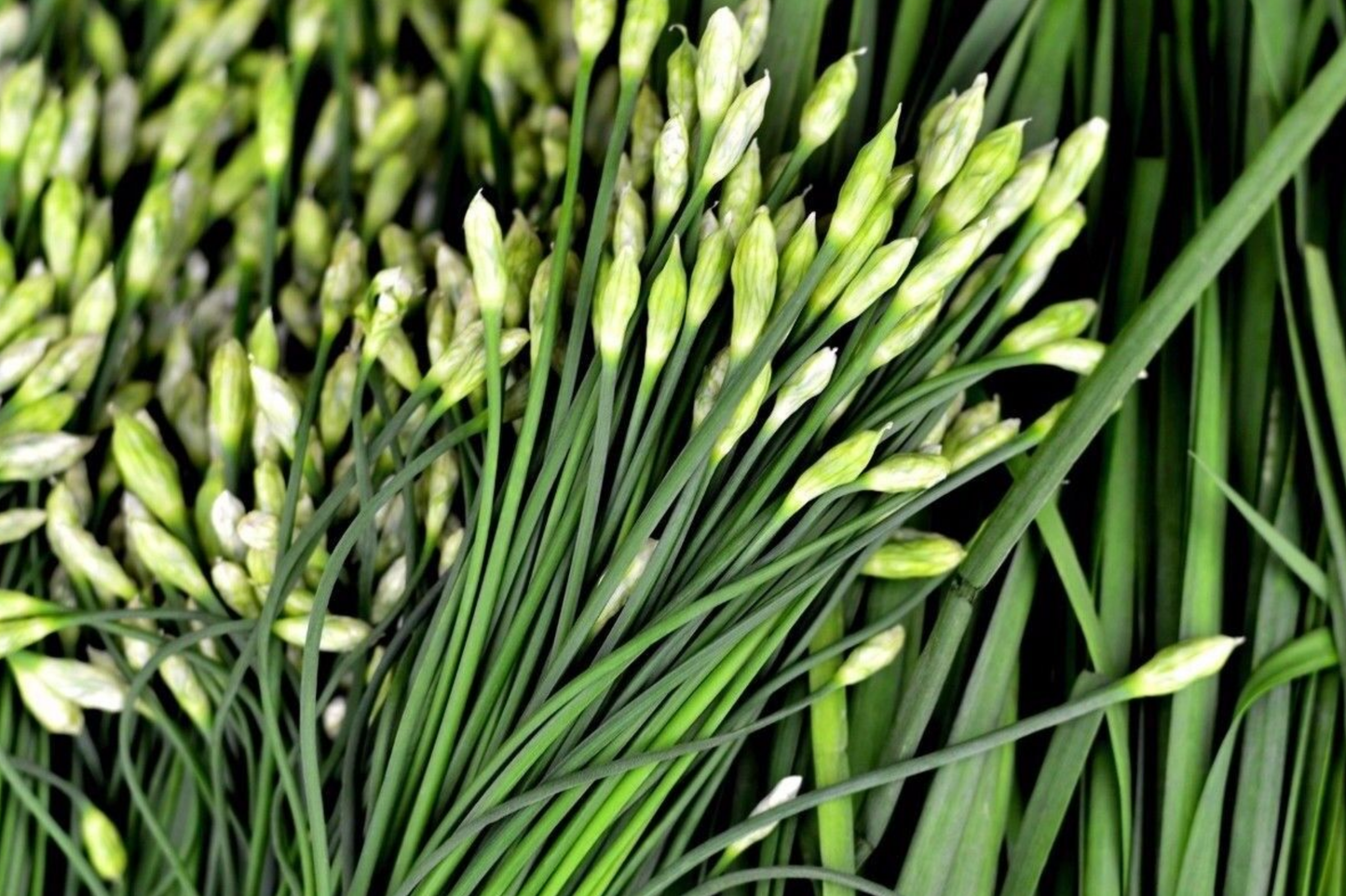 400 Garlic Chives Seeds - Non-GMO Perennial Herb with Fragrant White Flowers | Allium tuberosum