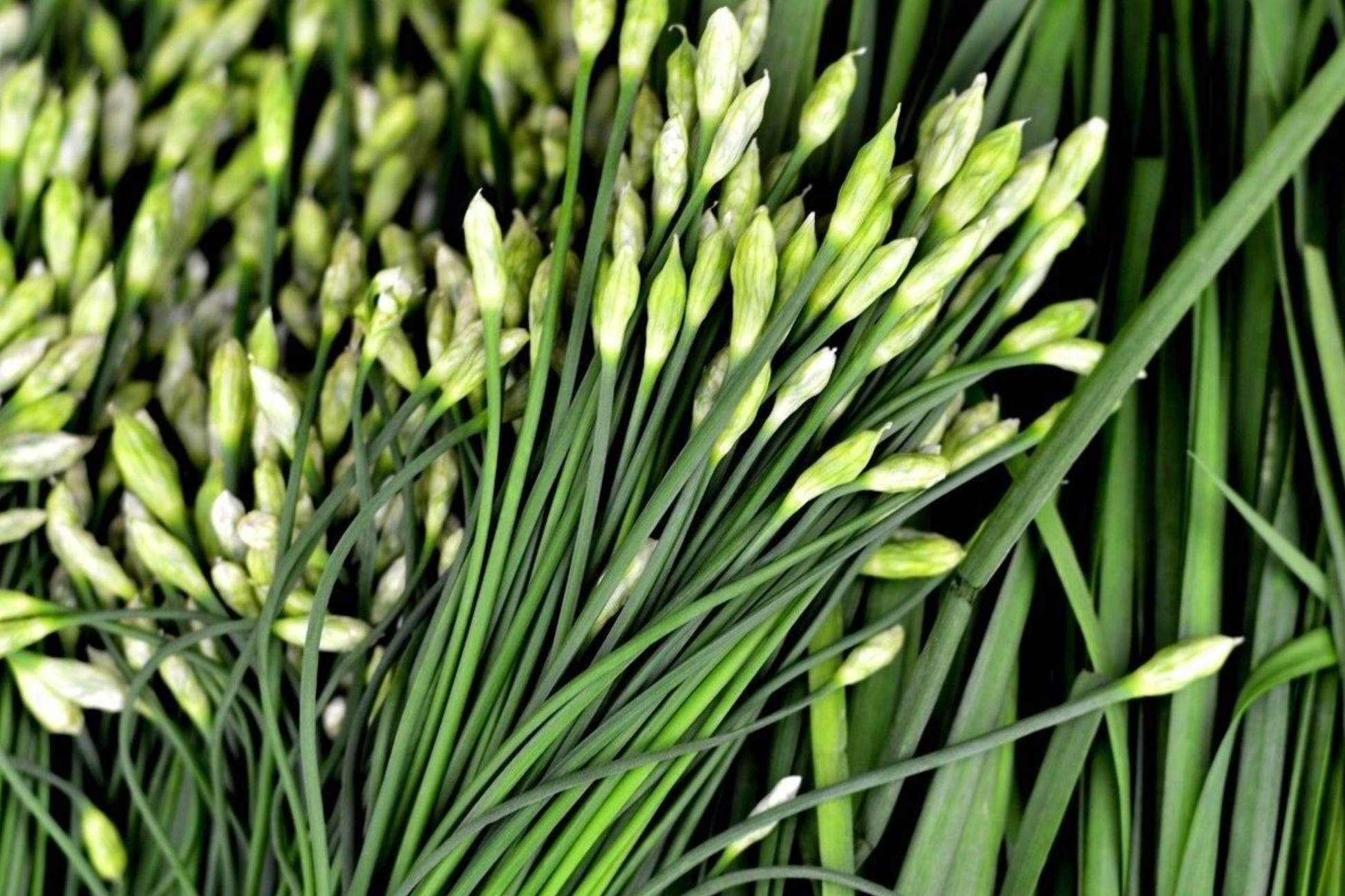 400 Garlic Chives Seeds - Non-GMO Perennial Herb with Fragrant White Flowers | Allium tuberosum