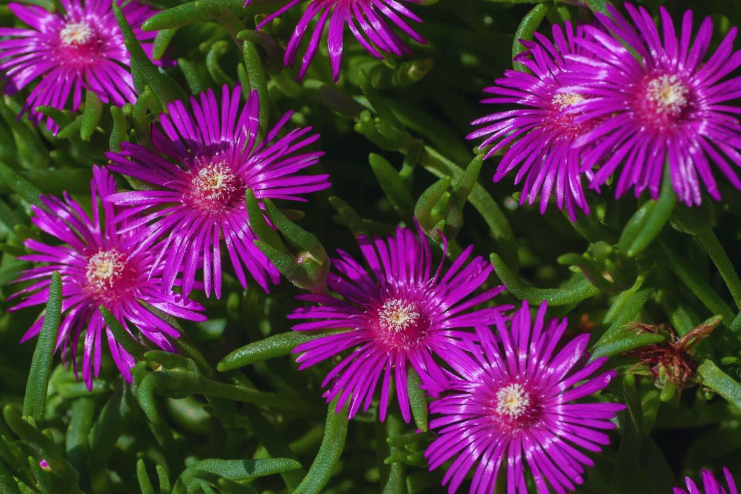 Ice Plant Ground Cover Seeds - Color Mix | Delosperma spp. | Fresh Garden Seeds