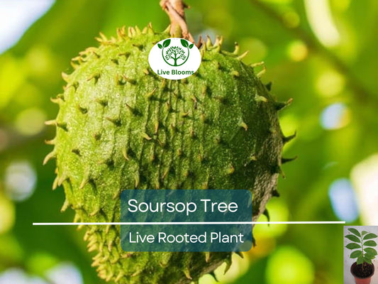 1 Soursop Tree Guanábana 4" Tropical Fruit Tree in Pot - Annona muricata, Sweet & Tangy Fruit, Easy to Grow