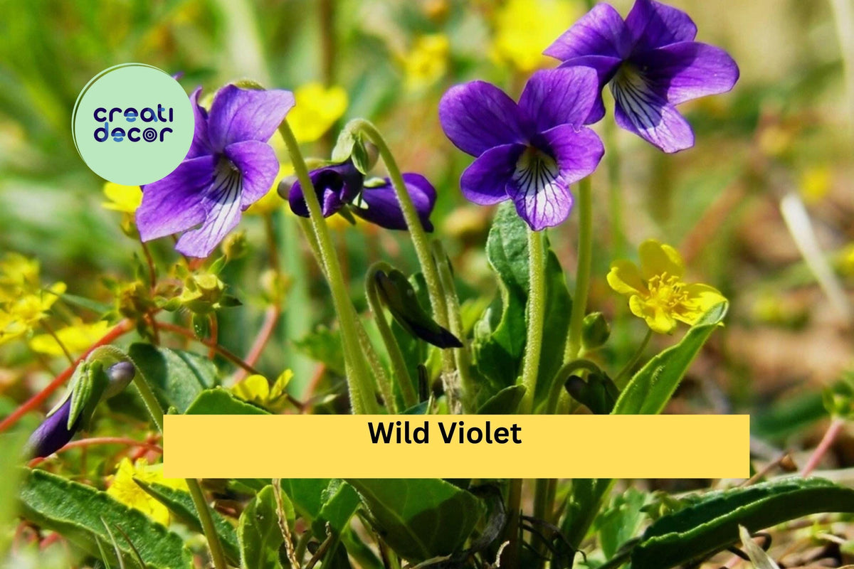 Wild Violet Live Plants - 20+ Rooted Perennial Starters | Hardy Viola spp. Groundcover with Purple Spring Flowers
