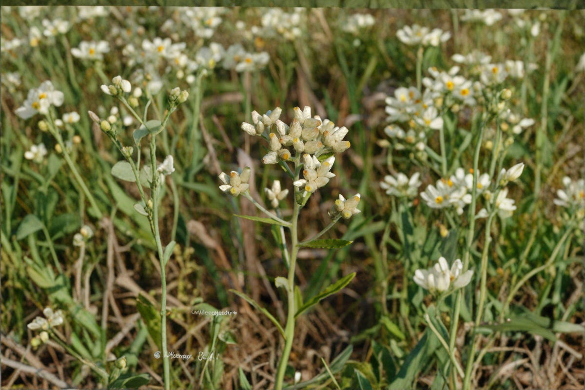 Sweet Everlasting Seeds - 500 Count - Native Wildflower with Soft White Blooms - Pseudognaphalium spp. - Dried Flower Favorite