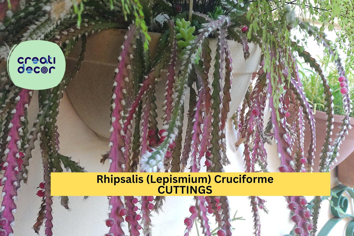 3 Rhipsalis Cruciforme Super Red Cuttings | Rare Epiphytic Jungle Cactus for Indoor Hanging Baskets