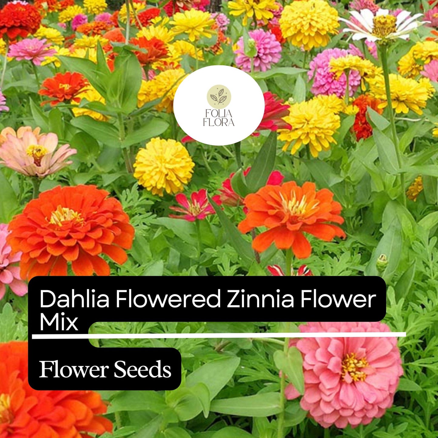 100 Dahlia Flowered Zinnia Seeds – Large Vibrant Blooms, Pollinator-Friendly, Easy to Grow
