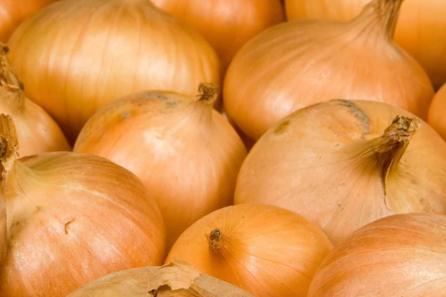 1000 Walla Walla Sweet Onion Seeds - Heirloom Non-GMO Vegetable Seeds for Gardening, Culinary, and Fresh Eating