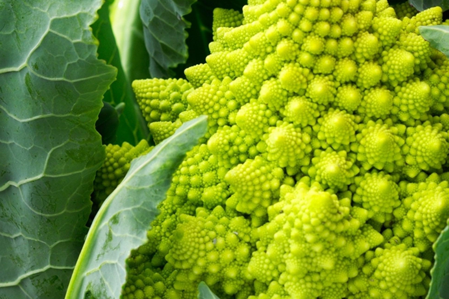 Romanesco Broccoli Seeds - Non-GMO Heirloom, Fractal Shape, Brassica oleracea var. botrytis, Organic Gardening, USA Seller