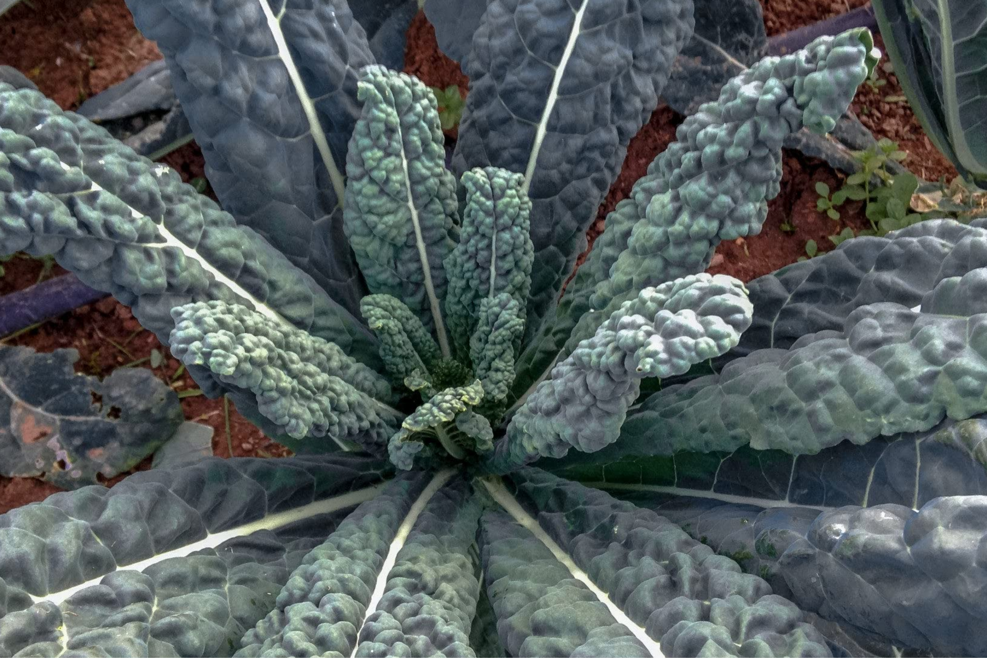 Lacinato Kale Seeds, Dinosaur Kale, Heirloom, Non-GMO, Cold-Hardy, Nutritious Greens, Brassica oleracea var. palmifolia