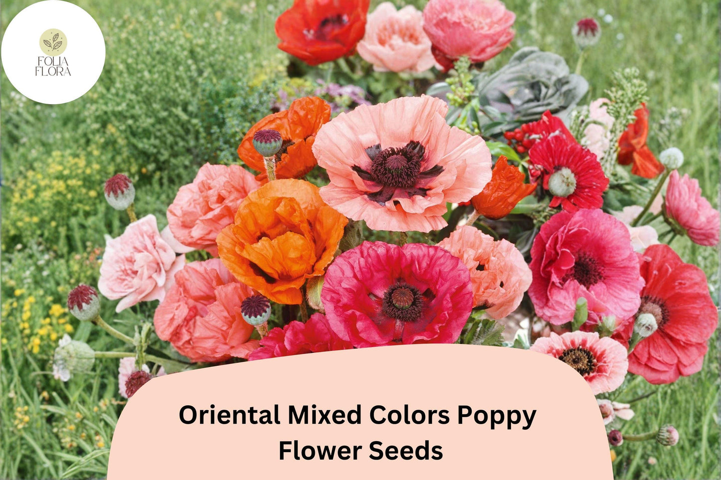 200+ Oriental Mixed Colors Poppy Seeds – Vibrant Perennial Flowers for Full Sun Gardens